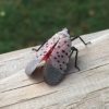an image of an adult spotted lanternfly